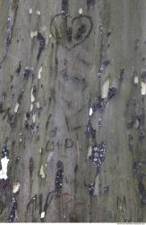 Tree Bark